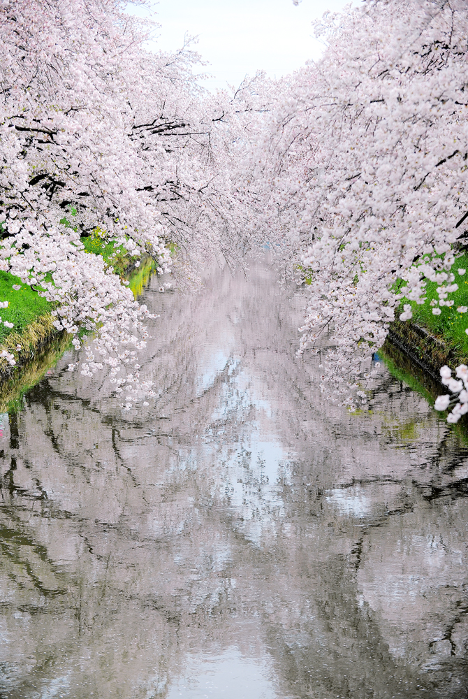 愛知県岩倉市のトピックス 桜の下にたくさんのしあわせ 岩倉桜まつり 前編 ふるさと納税 ふるり