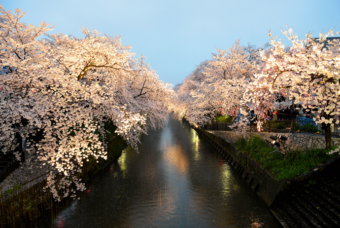 愛知県岩倉市のトピックス 桜の下にたくさんのしあわせ 岩倉桜まつり 後編 ふるさと納税 ふるり