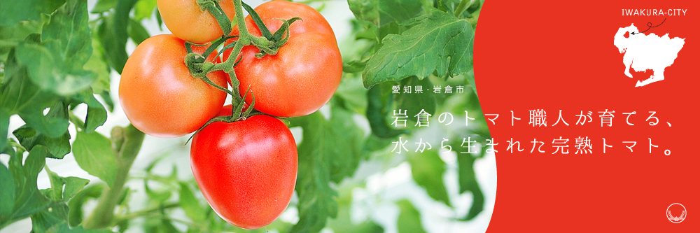 岩倉のトマト職人が育てる、水から生まれた完熟トマト。