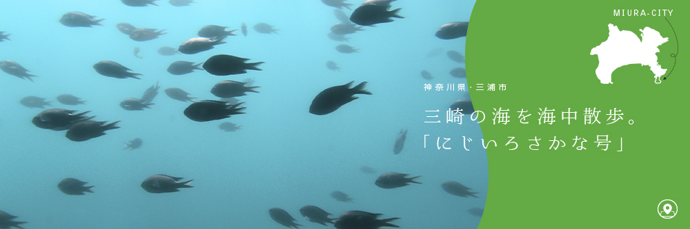 神奈川県三浦市のトピックス 三崎の海を海中散歩 にじいろさかな号 ふるさと納税 ふるり